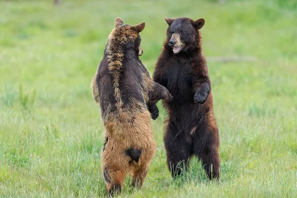 Urso Negro Americano Lutando Prado — Fotografia de Stock