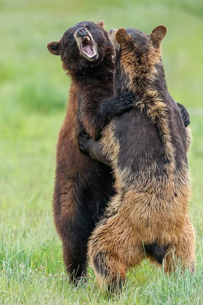 Urso Negro Americano Lutando Prado — Fotografia de Stock