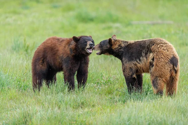 Urso Negro Americano Lutando Prado — Fotografia de Stock