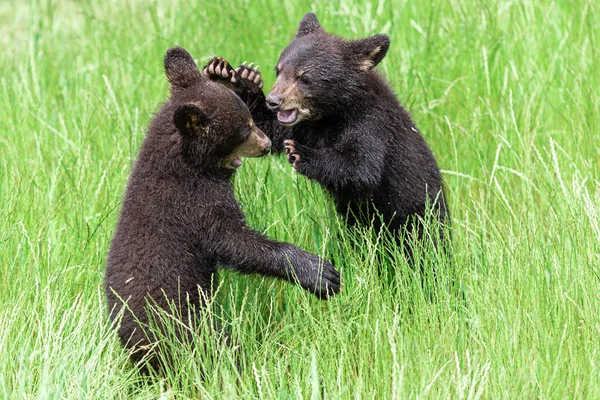 Giovane Orso Nero Americano Che Combatte Nel Prato — Foto Stock