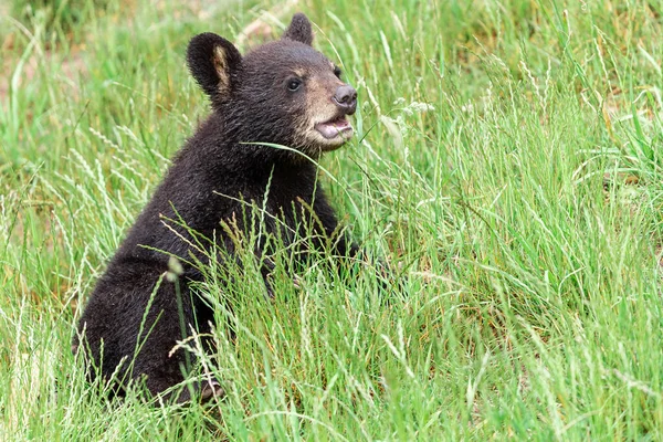 Junger Amerikanischer Schwarzbär Kämpft Auf Der Wiese — Stockfoto