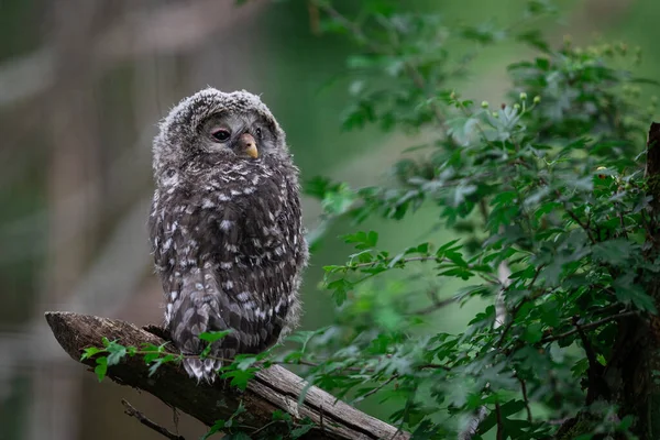 Junge Waldkauz Wald — Stockfoto