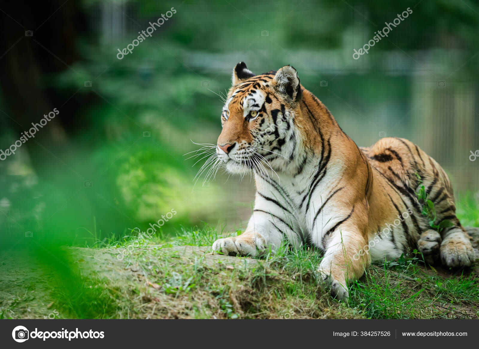 Siberian Tiger Forest — Stock Photo © waitandshoot #384257526