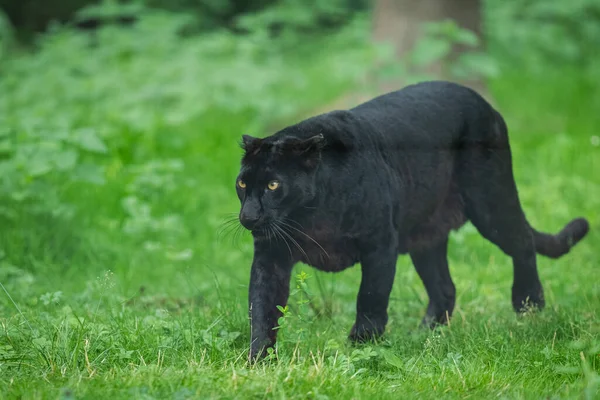 Чорна Пантера Джунглях — стокове фото