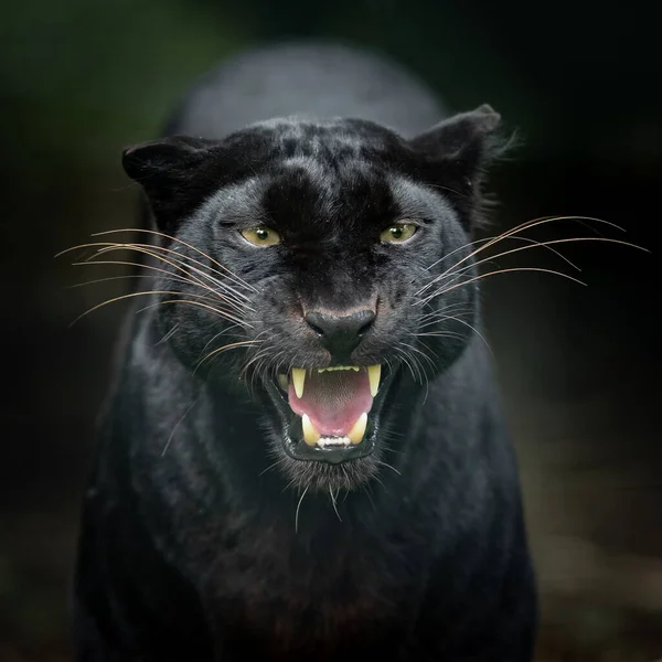 ジャングルの中のブラックパンサー — ストック写真