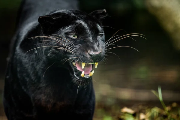 ジャングルの中のブラックパンサー — ストック写真