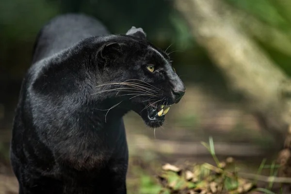 Black Panther Jungle — Stock Photo, Image