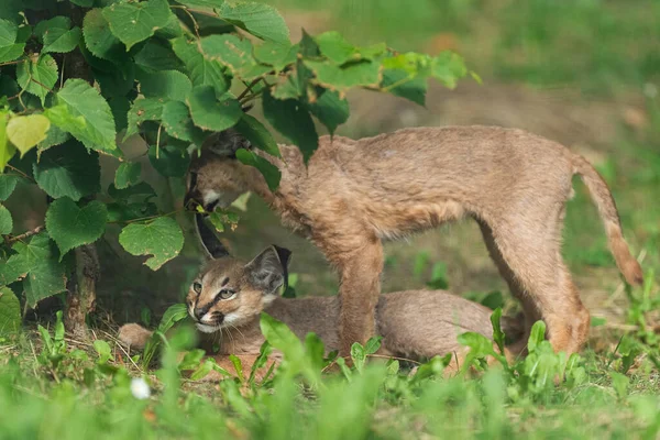 Bebê Caracal Floresta — Fotografia de Stock