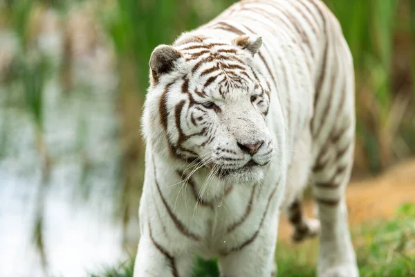 Biały Tygrys Lesie — Zdjęcie stockowe