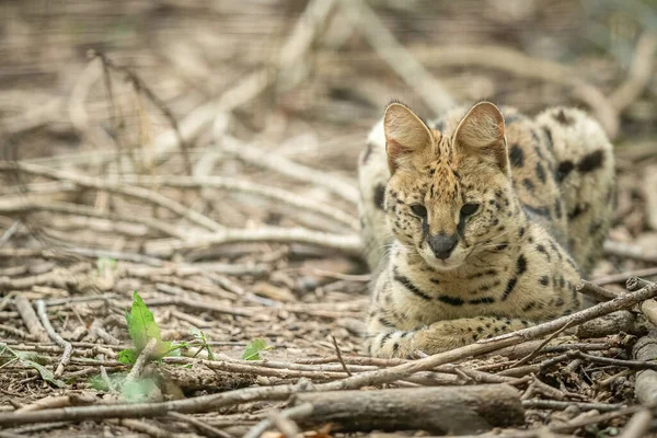 Serval Muriendo Bosque —  Fotos de Stock