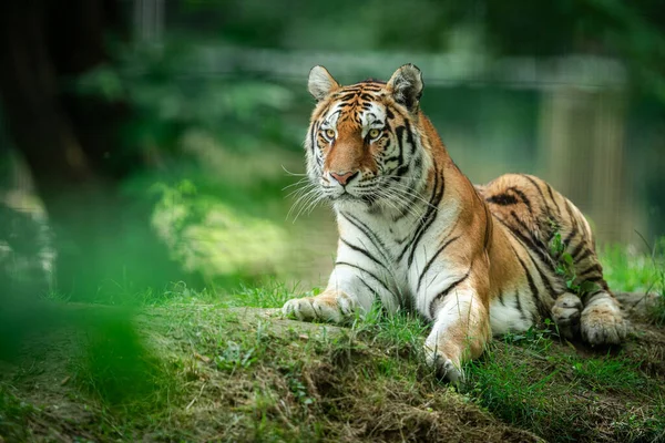 Tygrys Syberyjski Lesie — Zdjęcie stockowe