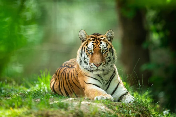 Sibirischer Tiger Wald — Stockfoto