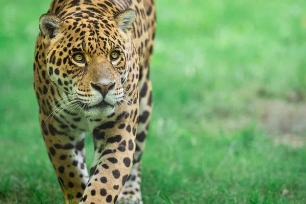 Jaguar Caminhando Selva — Fotografia de Stock