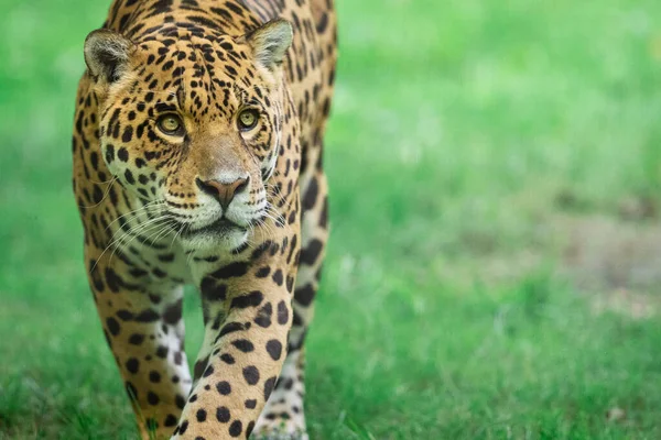 Jaguar Caminando Selva — Foto de Stock