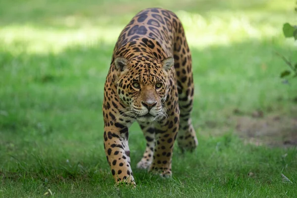 Jaguar Séta Dzsungelben — Stock Fotó