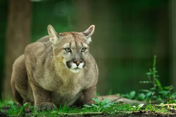 Puma Ormanda Ölüyor — Stok fotoğraf