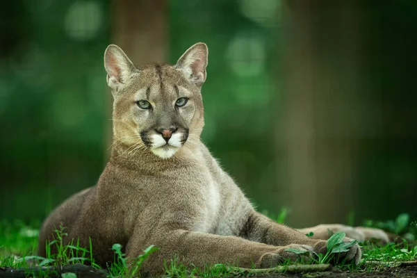 Puma Ormanda Ölüyor — Stok fotoğraf