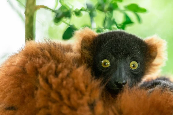 Lemur Vari Roux in the forest