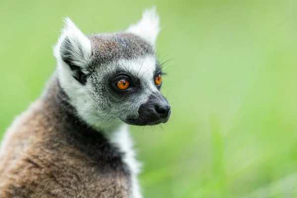 Portrait of Lemur in the forest