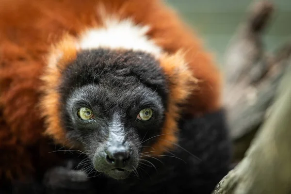 Lemur Vari Roux in the forest