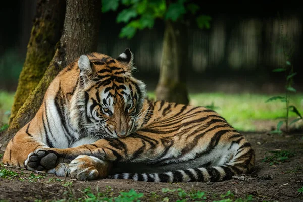 Tigre Siberiano Bosque — Foto de Stock