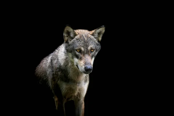 Grey Wolf Černým Pozadím — Stock fotografie