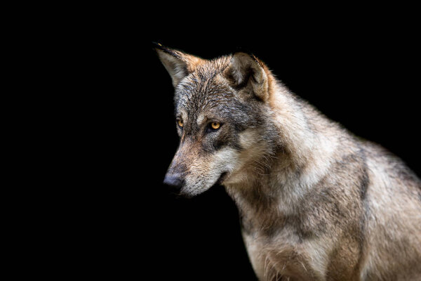 Grey Wolf with a black background