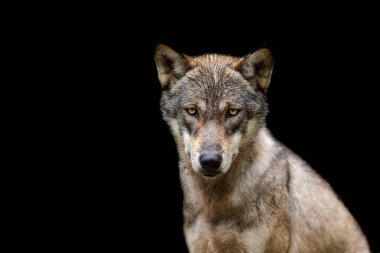 Siyah arka planı olan Gri Kurt