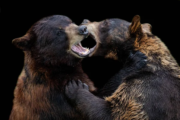 Чёрный Медведь Чёрным Фоном — стоковое фото