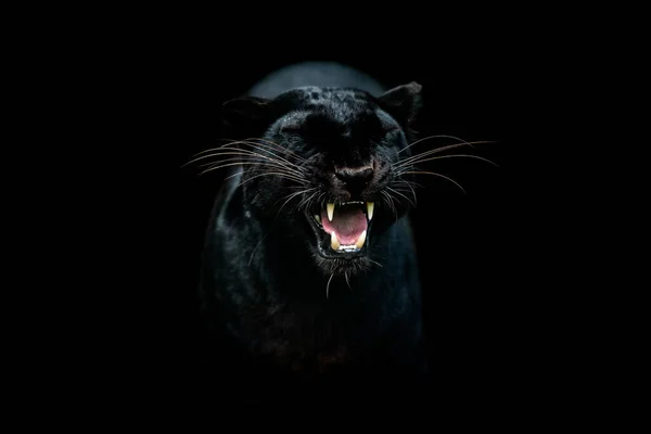 Schwarzer Panther Mit Schwarzem Hintergrund — Stockfoto