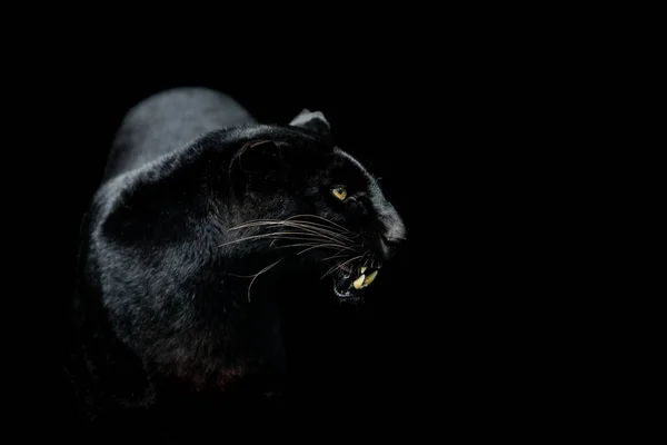 Siyah Arka Planı Olan Siyah Panter — Stok fotoğraf