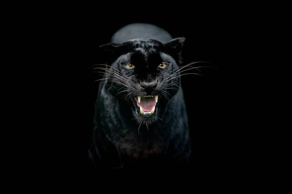 Black Panther Black Background — Stock Photo, Image