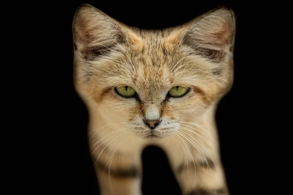 Gato Areia Com Fundo Preto — Fotografia de Stock