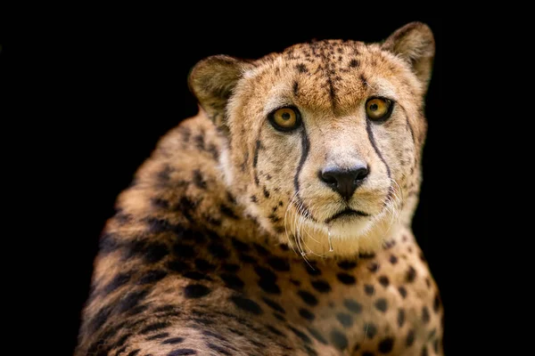 Cheetah Met Een Zwarte Achtergrond — Stockfoto