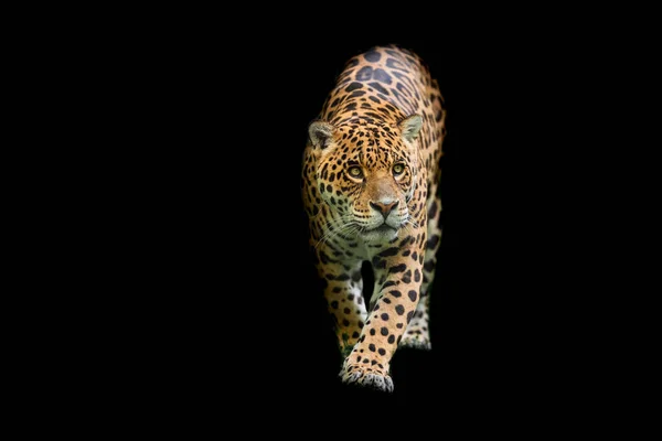 Jaguar Mit Schwarzem Hintergrund — Stockfoto