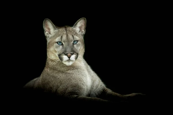 Puma Con Fondo Negro —  Fotos de Stock