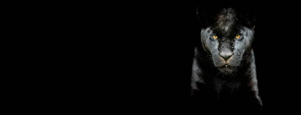Sablon Egy Fekete Jaguár Fekete Háttérrel — Stock Fotó