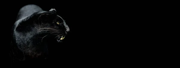 Шаблон Черной Пантеры Черным Фоном — стоковое фото