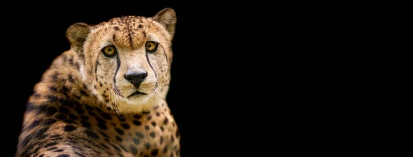 Siyah Arkaplanı Olan Bir Çita Şablonu — Stok fotoğraf