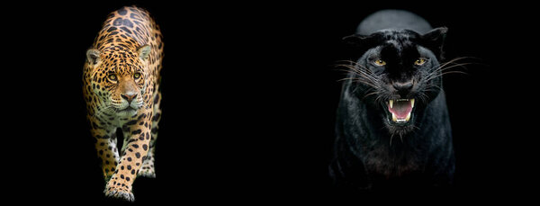 Template of a Jaguar and a black panther with a black background