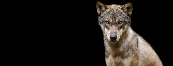 Template Van Een Grijze Wolf Met Een Zwarte Achtergrond — Stockfoto