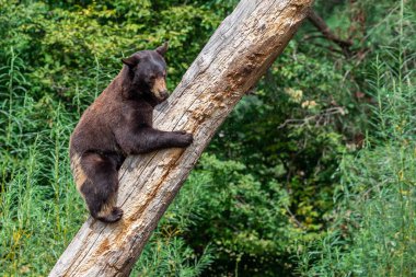 Ağaçtaki kara ayı