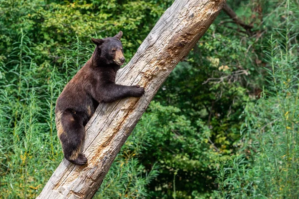 Schwarzbär Baum — Stockfoto