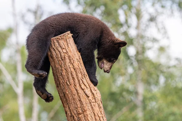 Дитячий Чорний Ведмідь Грає Дереві — стокове фото