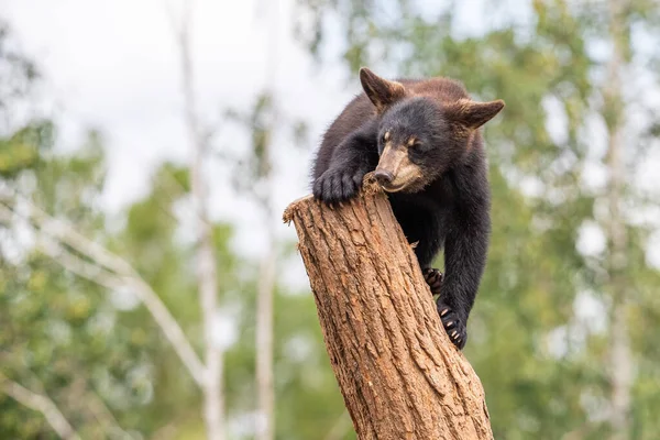 Schwarzbärbaby Spielt Baum — Stockfoto