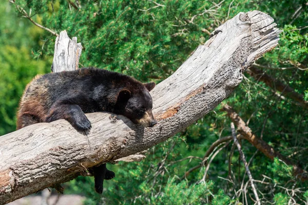 Чорний Ведмідь Дереві — стокове фото
