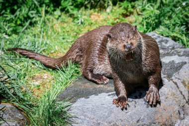 Avrupa Su Samuru kayanın üzerinde yürüyor