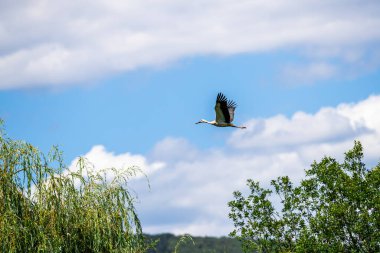 Beyaz leylek çayırda uçuyor