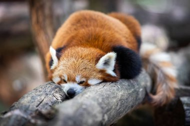 Ormandaki kırmızı panda