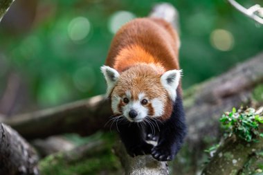 Ormandaki kırmızı panda